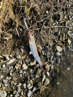 アメマスの釣果