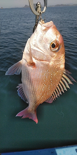 マダイの釣果