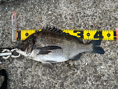 クロダイの釣果