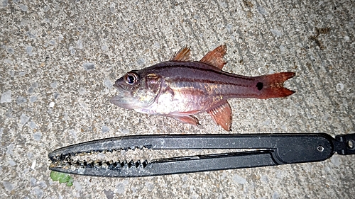 ネンブツダイの釣果