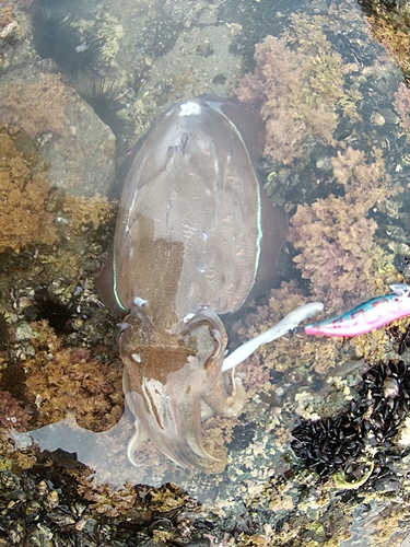 モンゴウイカの釣果