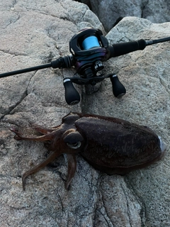 コウイカの釣果