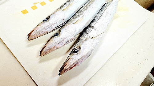 カマスの釣果