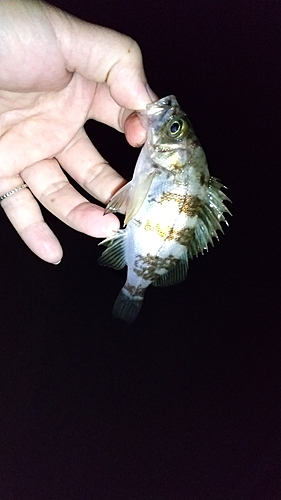 メバルの釣果