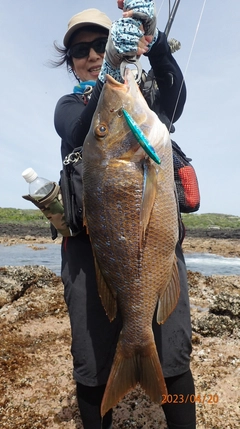 タマンの釣果