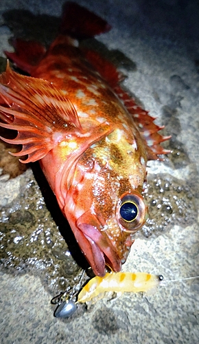 カサゴの釣果