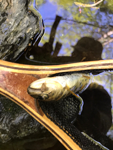 ヤマメの釣果