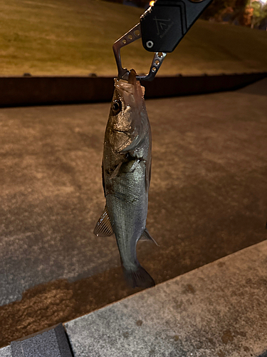 フッコ（マルスズキ）の釣果