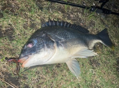 キビレの釣果