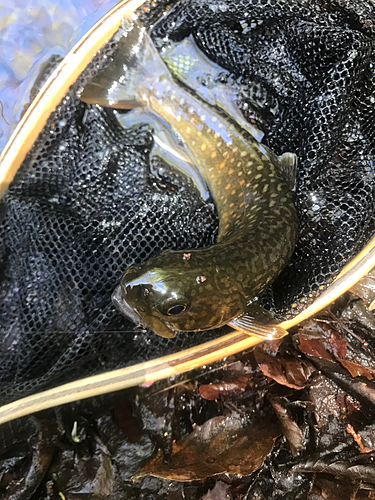 イワナの釣果