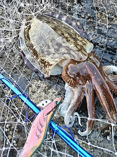 コウイカの釣果