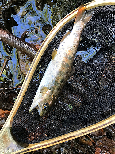 ヤマメの釣果