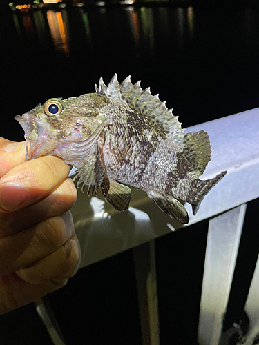 ムラソイの釣果