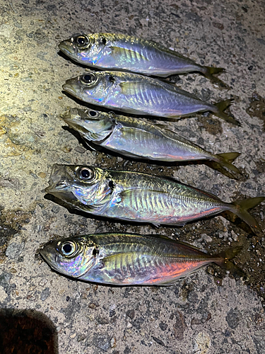 アジの釣果