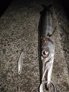 カマスの釣果