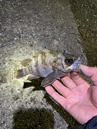 メバルの釣果