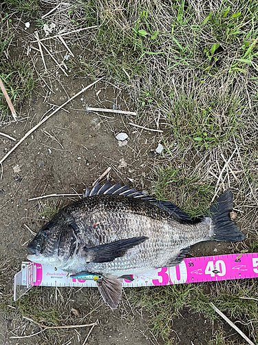 チヌの釣果