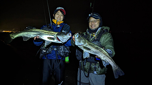 シーバスの釣果