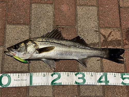 シーバスの釣果