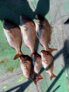 マダイの釣果