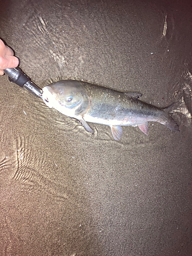 ウグイの釣果