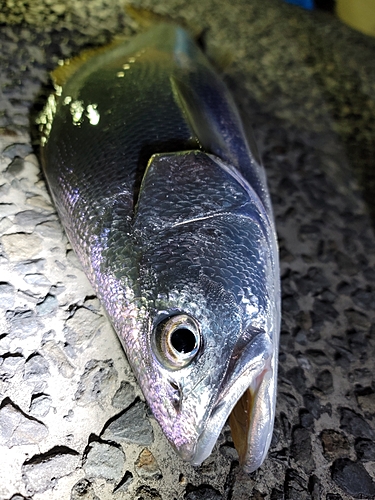 ニベの釣果