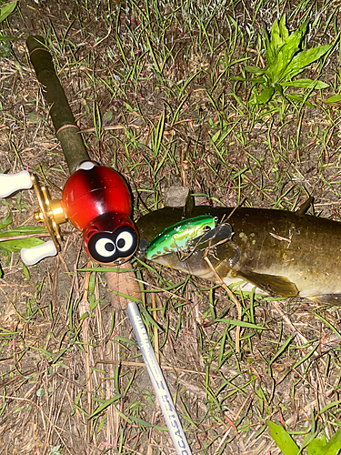 ナマズの釣果