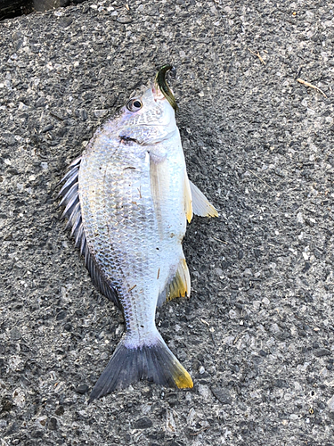 キチヌの釣果