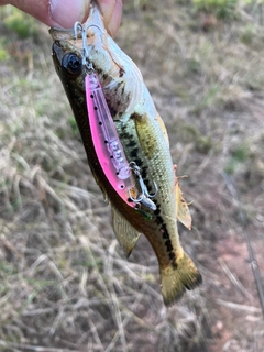 ブラックバスの釣果