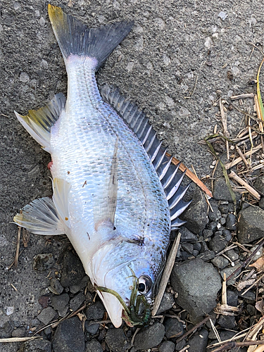 キチヌの釣果