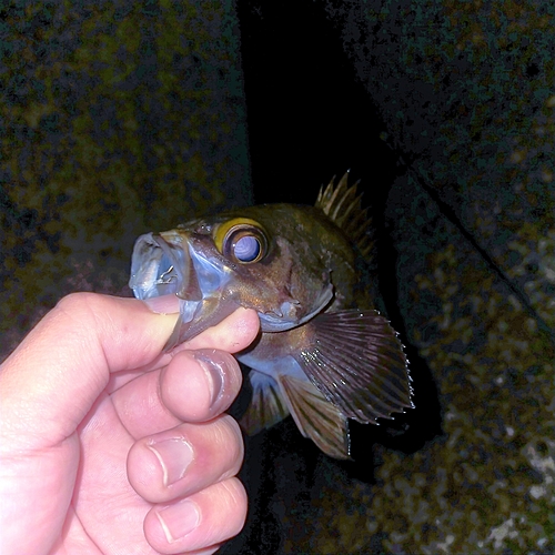 メバルの釣果