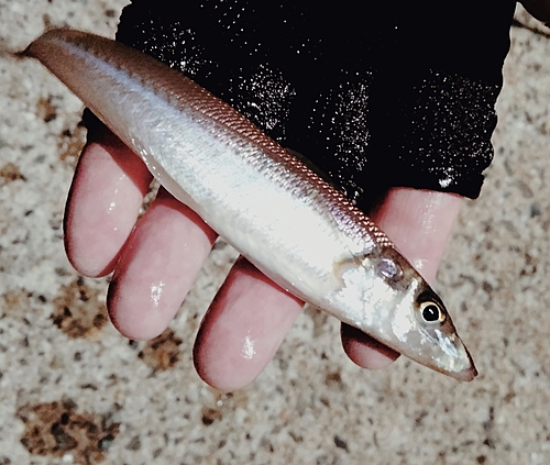 キスの釣果