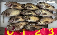 メバルの釣果