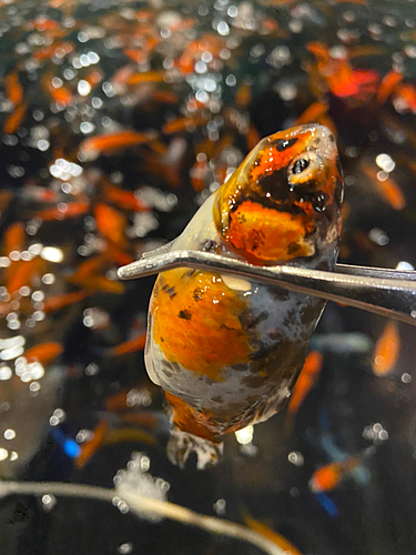 キンギョの釣果