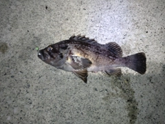 クロソイの釣果