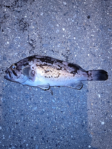 クロソイの釣果