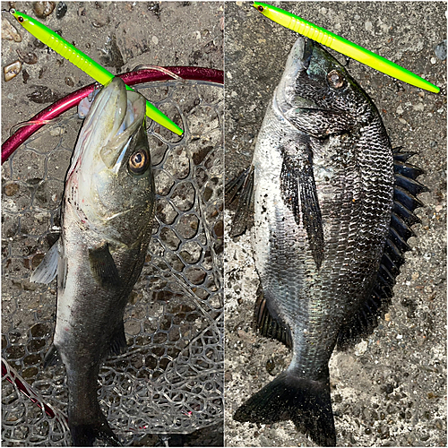 シーバスの釣果