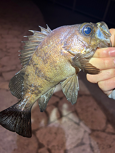 メバルの釣果