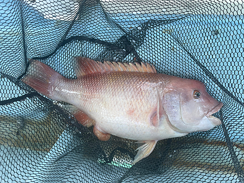 コブダイの釣果