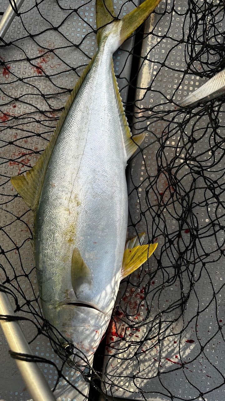 🎣みやもん🎣さんの釣果 2枚目の画像