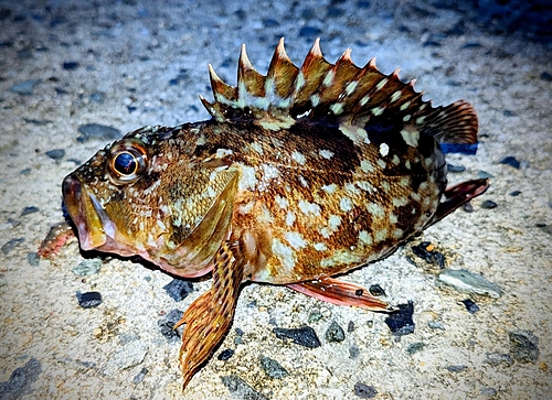 カサゴの釣果