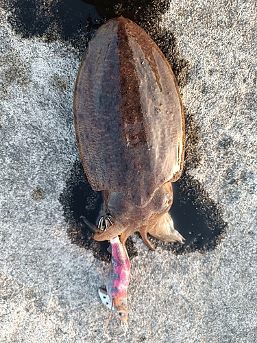 コウイカの釣果