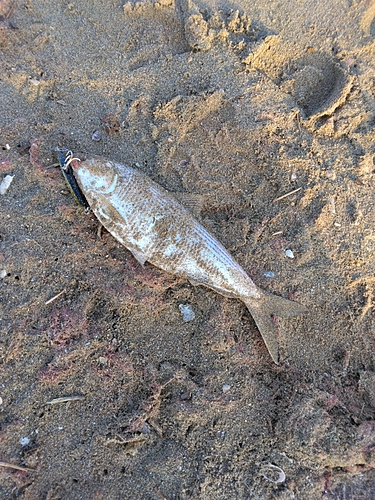 コノシロの釣果