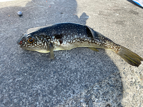 クサフグの釣果