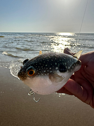 フグの釣果