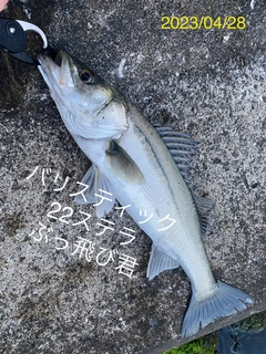 シーバスの釣果