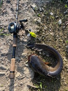 ナマズの釣果