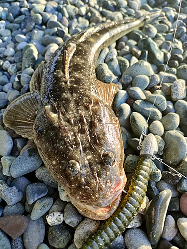 マゴチの釣果