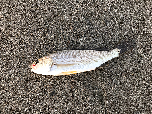 イシモチの釣果