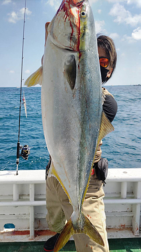 ブリの釣果